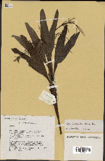 spécimen de Dypsis hildebrandtii