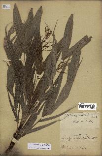 spécimen de Dypsis hildebrandtii