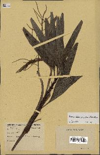 spécimen de Dypsis hildebrandtii