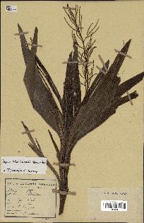 spécimen de Dypsis hildebrandtii