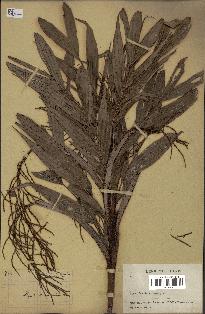 spécimen de Dypsis hildebrandtii