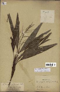 spécimen de Dypsis hildebrandtii