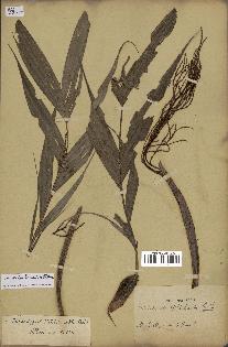 spécimen de Dypsis hildebrandtii