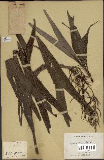 spécimen de Dypsis hildebrandtii
