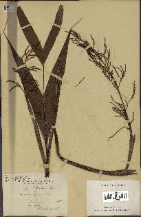 spécimen de Dypsis hildebrandtii