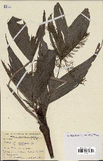 spécimen de Dypsis hildebrandtii