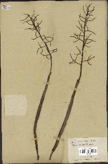 spécimen de Dypsis hildebrandtii