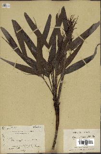 spécimen de Dypsis hildebrandtii