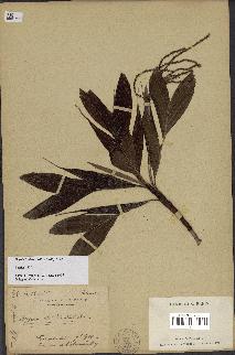 spécimen de Dypsis hildebrandtii