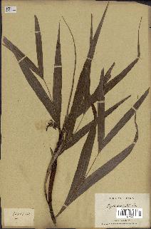 spécimen de Dypsis hildebrandtii