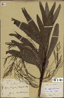 spécimen de Dypsis hildebrandtii