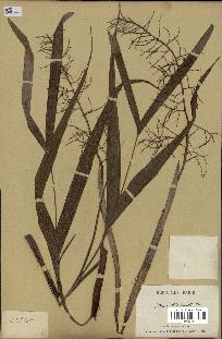 spécimen de Dypsis hildebrandtii