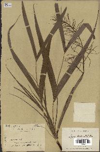 spécimen de Dypsis hildebrandtii