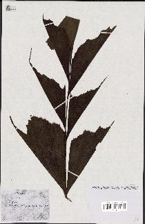 spécimen de Caryota sp.