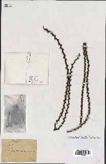 spécimen de Caryota sp.