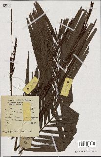 spécimen de Calamus perakensis