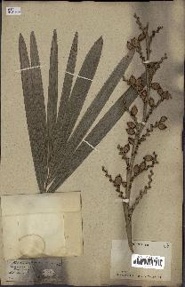 spécimen de Calamus sp.