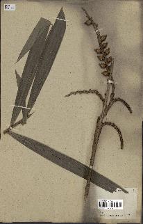 spécimen de Calamus sp.