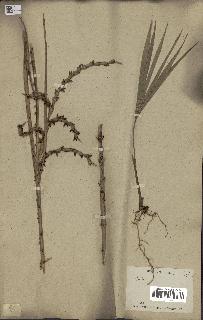 spécimen de Calamus sp.