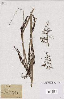 spécimen de Calamus sp.