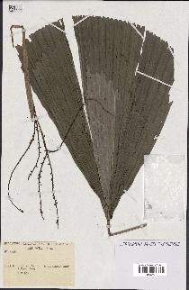 spécimen de Calamus sp.