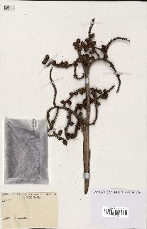 spécimen de Calamus sp.