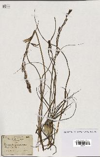 spécimen de Anthericum liliago