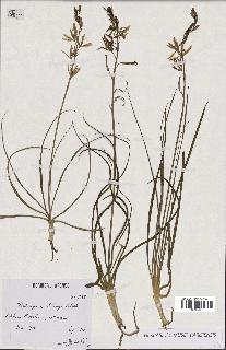 spécimen de Anthericum liliago