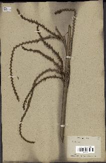 spécimen de Calamus sp.