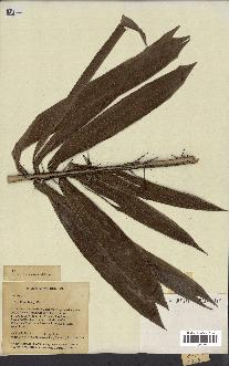 spécimen de Bactris sp.