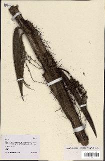spécimen de Bactris sp.
