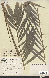 spécimen de Bactris guineensis