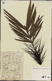 spécimen de Aiphanes concinna