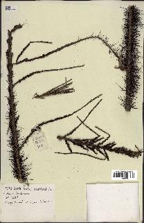 spécimen de Aiphanes lindeniana