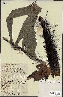 spécimen de Aiphanes lindeniana