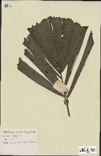 spécimen de Aiphanes lindeniana