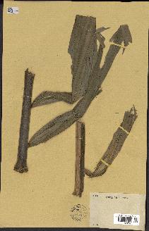 spécimen de Calamus sp.