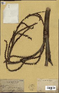 spécimen de Calamus sp.