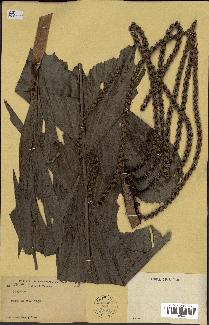 spécimen de Caryota sp.