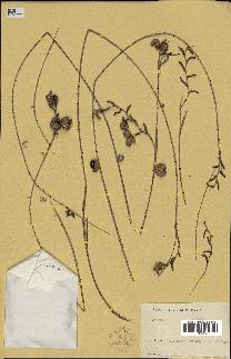 spécimen de Calamus sp.