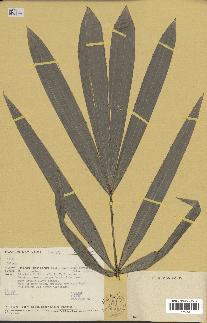 spécimen de Calamus sp.