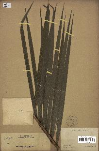 spécimen de Calamus sp.