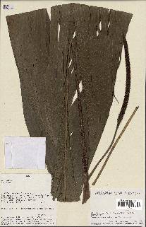 spécimen de Geonoma sp.