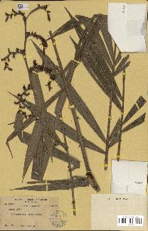spécimen de Calamus sp.