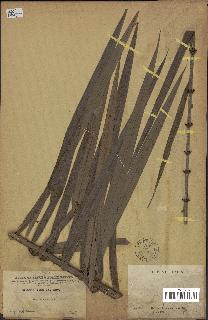 spécimen de Calamus sp.