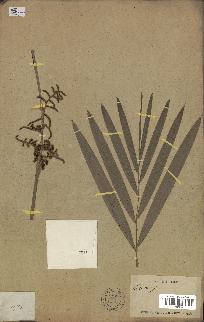 spécimen de Calamus sp.