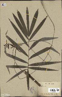 spécimen de Calamus muelleri