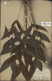 spécimen de Geonoma sp.