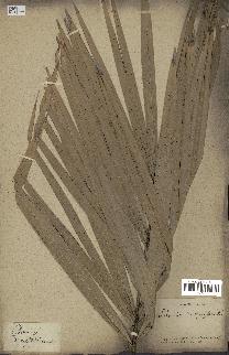 spécimen de Phoenix dactylifera