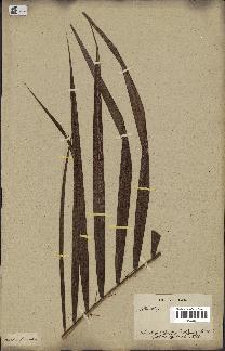 spécimen de Bactris sp.
